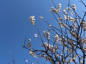 桜の開花情報