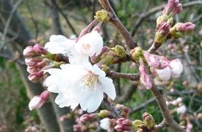 桜❀予報♪