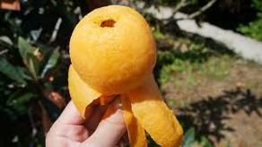 シーズン間近！南房総の旬の味！びわ！