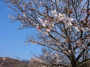 桜の開花情報♪