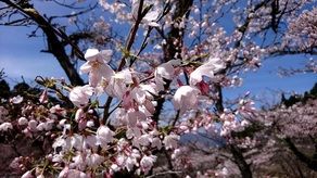 高森町のお花見スポット！