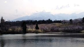 休暇村妙高から約15分【松ヶ峯の桜】♪見頃を迎えています