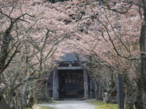 真庭・蒜山周辺の桜情報⑤とキャンプ場