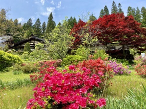 満願寺のつつじが見頃です