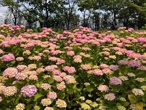初夏の花・紫陽花を見に行こう♪