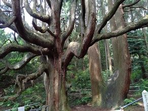 高森殿の杉に行ってきました