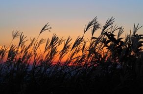 紅に染まる高原のススキに心も躍る