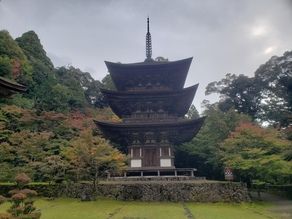 まだ少し早い紅葉情報 湖東三山「西明寺」