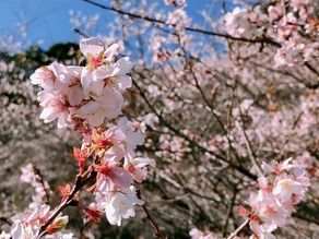 2020秋「小原の四季桜」開花状況!