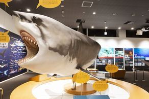 日本で唯一　サメの博物館【シャークミュージアム】