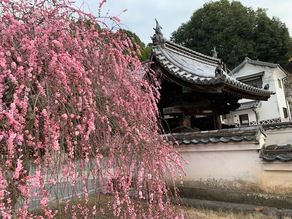 周辺の花便り