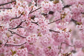 淡路市明石海峡公園早咲き桜まつり