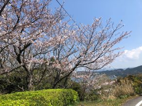 桜まもなく満開です♪♪♪