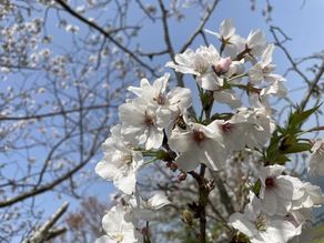 桜が咲いています！