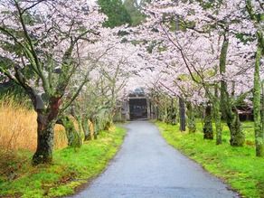４月５日現在の蒜山高原周辺桜情報