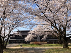 今!桜見頃です~ワイナリー松ヶ岡のご紹介