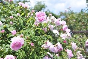 綺麗なバラが見られます🌹