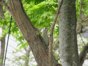 「ヤマゲラ」と出会いました！