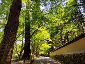 涼を求めて新緑の沸通寺へ
