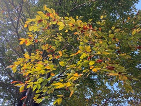 キャンプ場の紅葉も見頃が近づいています！
