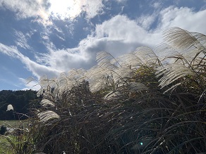 秋の七草の1つススキ