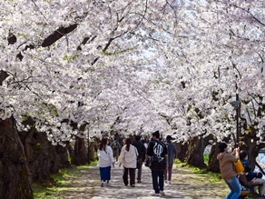 バス旅～みちのくの春 桜と雪の回廊巡り～予約受付中！