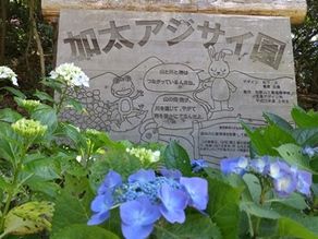 アジサイの植樹に参加してきました♪♪