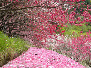 昼神・園原(月川)の花桃 4月下旬～
