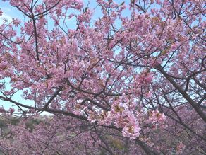 今が見頃!鋸南町の頼朝桜!!
