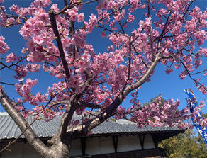 世界遺産めぐり【補陀落山寺】