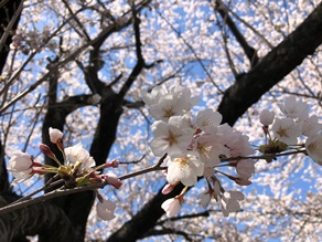 今年の桜の見頃は?!~オフピーク旅がお得!