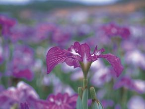 イベント情報局～入場無料！北潟湖畔 花菖蒲まつり～