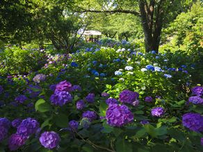 ６月はあじさいの季節です。