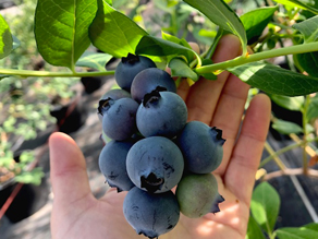 今が旬！伊良湖のブルーベリー