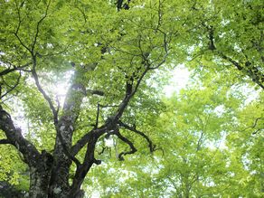 森の妖精