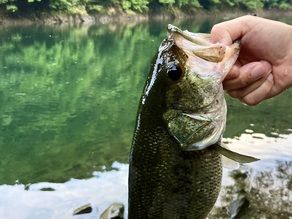 奥三河のダム湖、新豊根ダムでバス釣り　リベンジ！！②