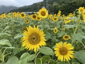 ヒマワリが咲いています！