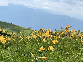 ニッコウキスゲが満開です！！～霧ヶ峰高原～