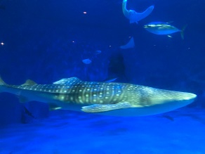 鹿児島観光の定番「いおワールドかごしま水族館」