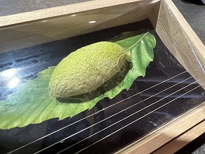 天蚕とは何ですか？？～安曇野の隠れた名産品～