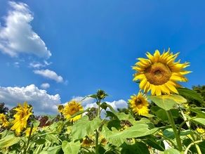 【満開宣言】月山高原ひまわり畑