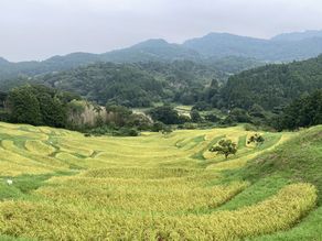 稲刈り期の大山千枚田に行ってみた。