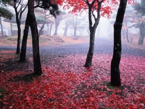 【10/22～11/20】小諸城址懐古園　紅葉まつり
