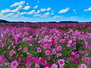 ～季節の花情報局～宮ノ下コスモス広苑