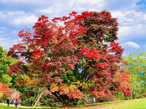 Q最新の紅葉情報教えてください
