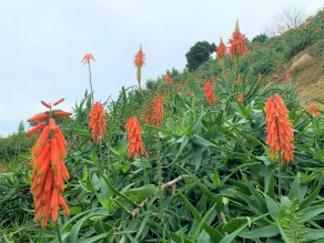 真っ赤なアロエの花が見頃です♪
