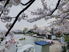 周辺の「桜スポット」をご紹介！