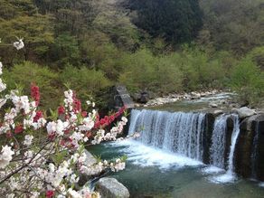 昼神・園原の花桃 4月下旬～