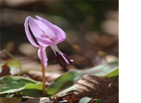 今、ブームの低山登山でカタクリの花を見に行きませんか？