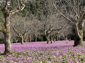 八津・鎌足のかたくり群生の郷